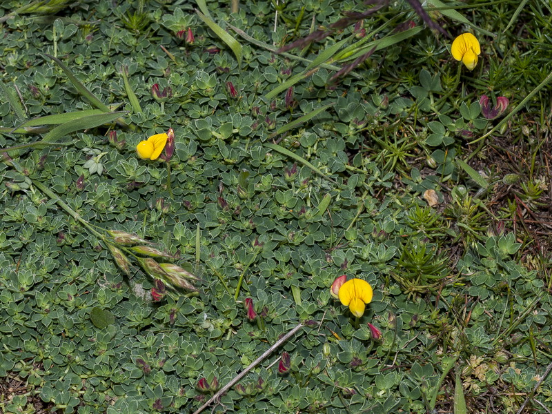 Lotus corniculatus glacialis.01