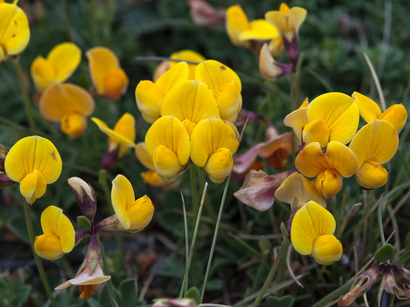 Lotus corniculatus glacialis.02