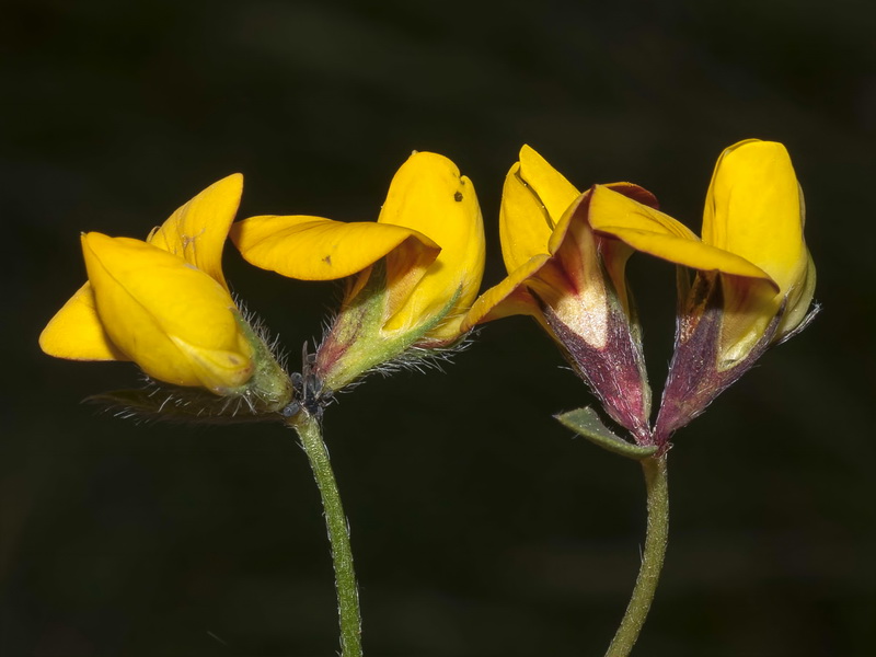 Lotus corniculatus glacialis.09