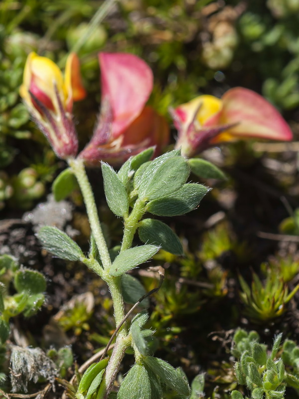 Lotus corniculatus glacialis.13