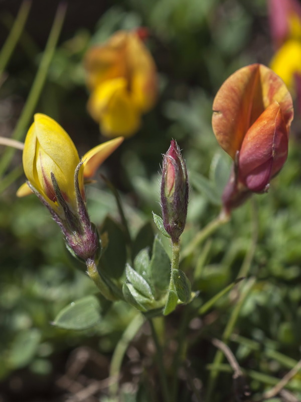 Lotus corniculatus glacialis.14