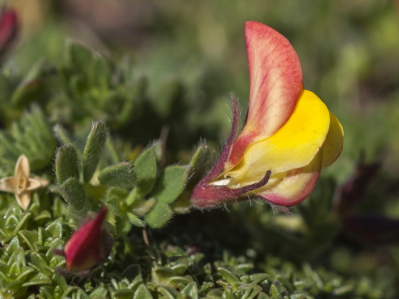 Lotus corniculatus glacialis.16