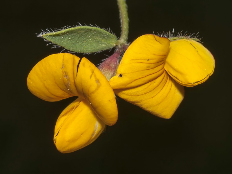 Lotus corniculatus glacialis.19