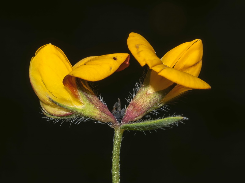 Lotus corniculatus glacialis.21