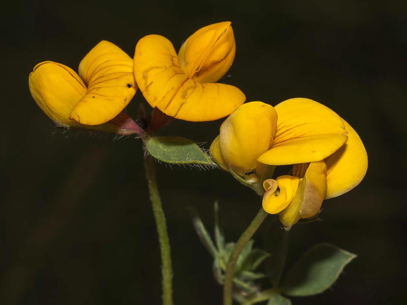 Lotus corniculatus glacialis.24