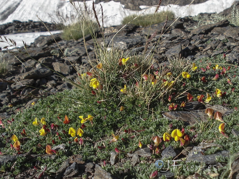 Lotus corniculatus glacialis.28