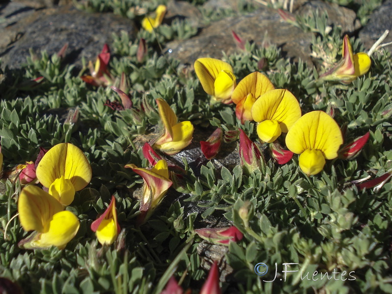 Lotus corniculatus glacialis.30