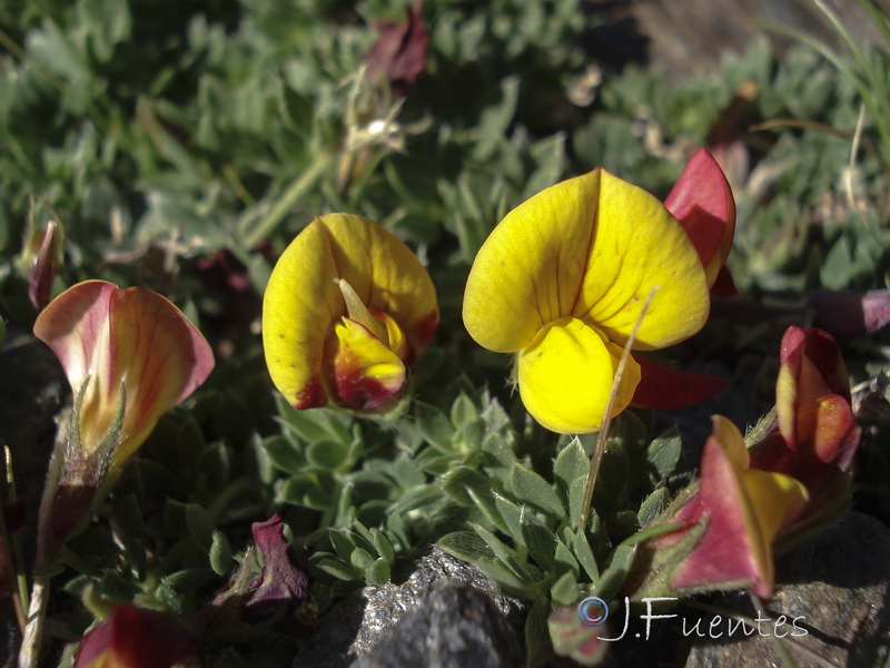 Lotus corniculatus glacialis.32