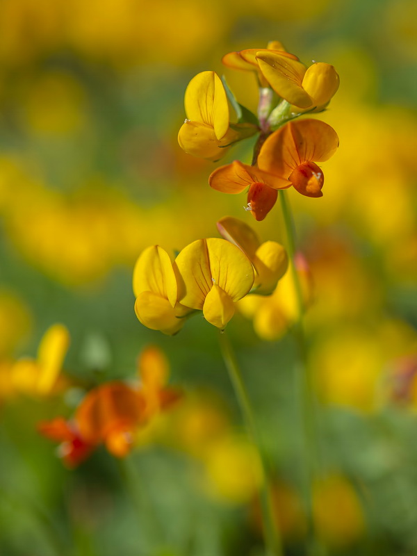 Lotus corniculatus glacialis.34