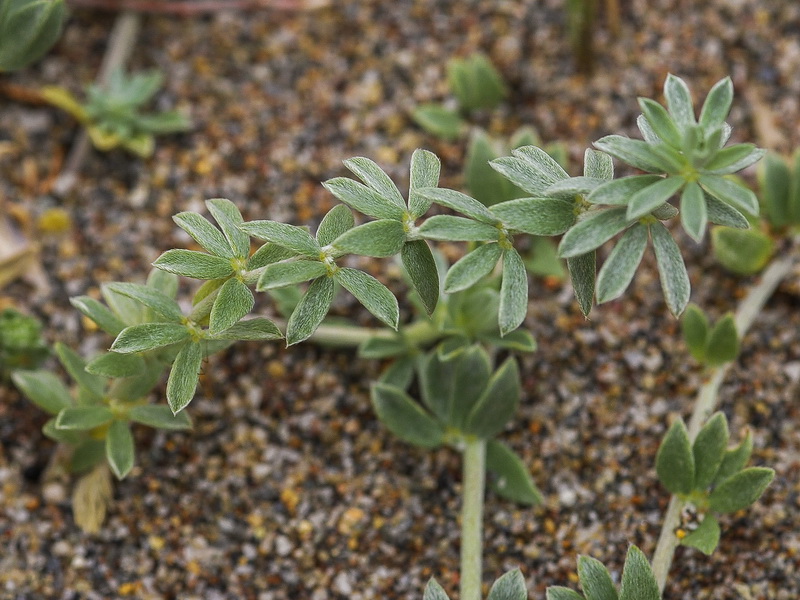 Lotus cytisoides.04