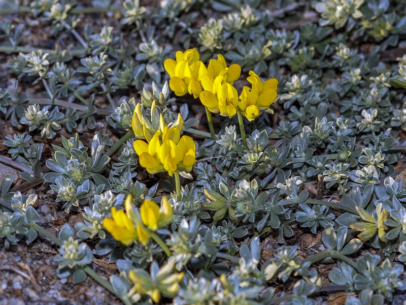 Lotus cytisoides.06