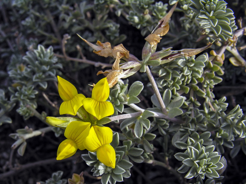 Lotus cytisoides.10