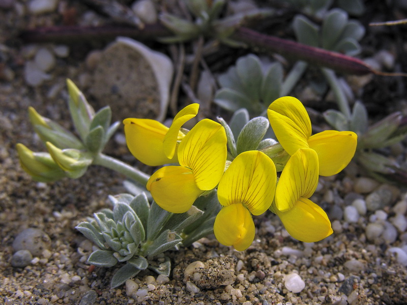 Lotus cytisoides.11