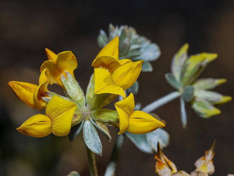 Lotus cytisoides.12