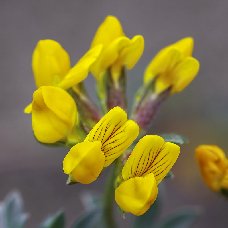 Lotus cytisoides.13