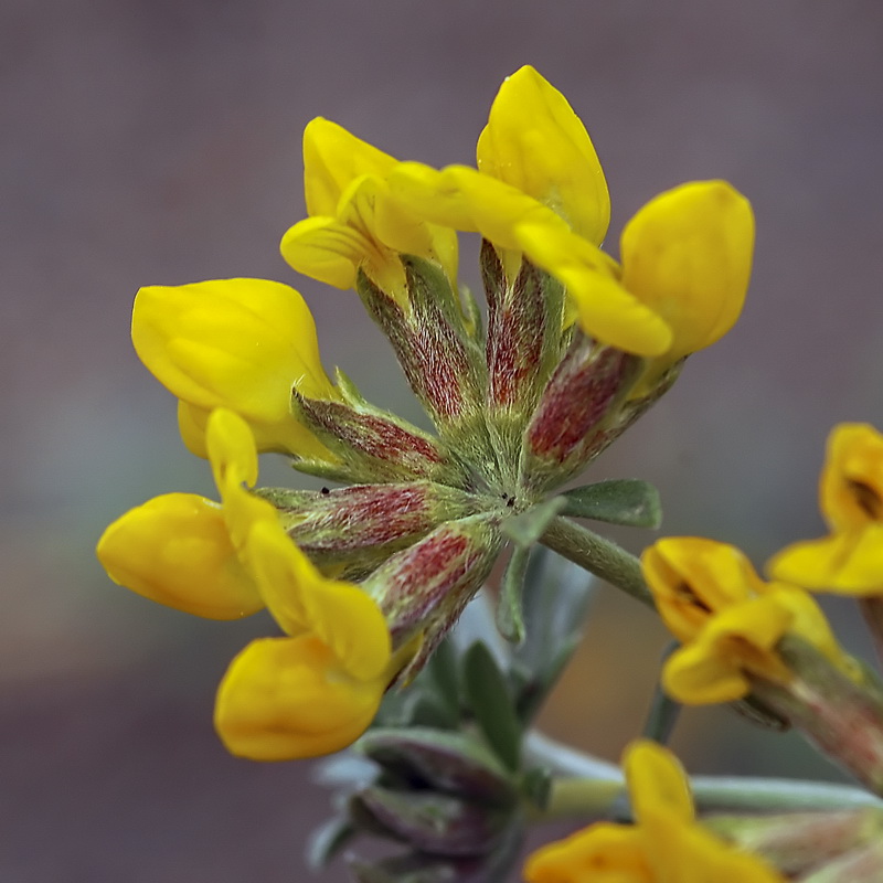 Lotus cytisoides.14
