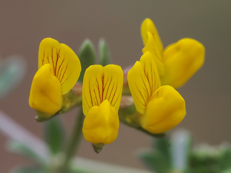 Lotus cytisoides.18