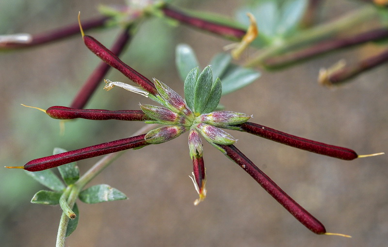 Lotus cytisoides.22