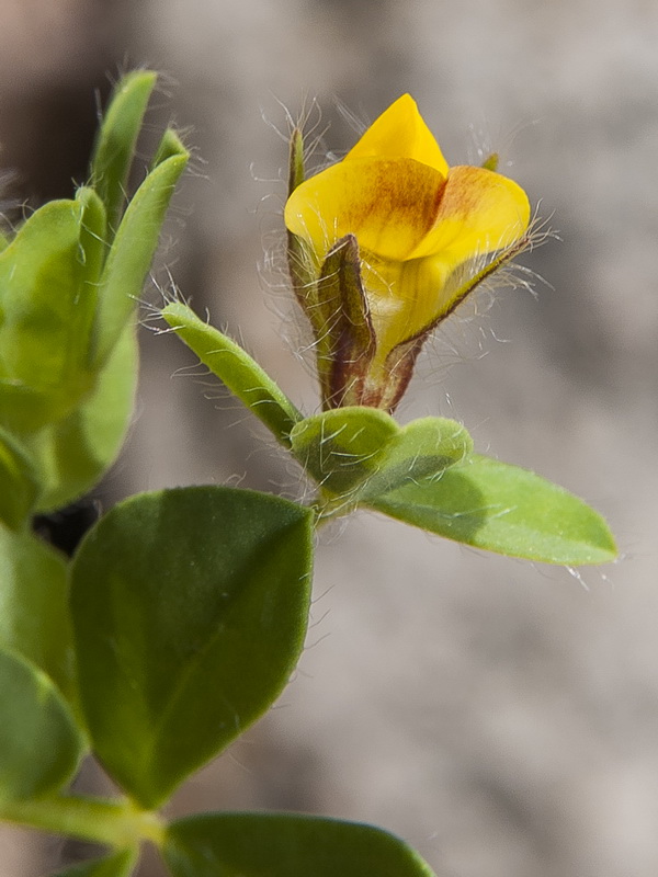 Lotus edulis.08