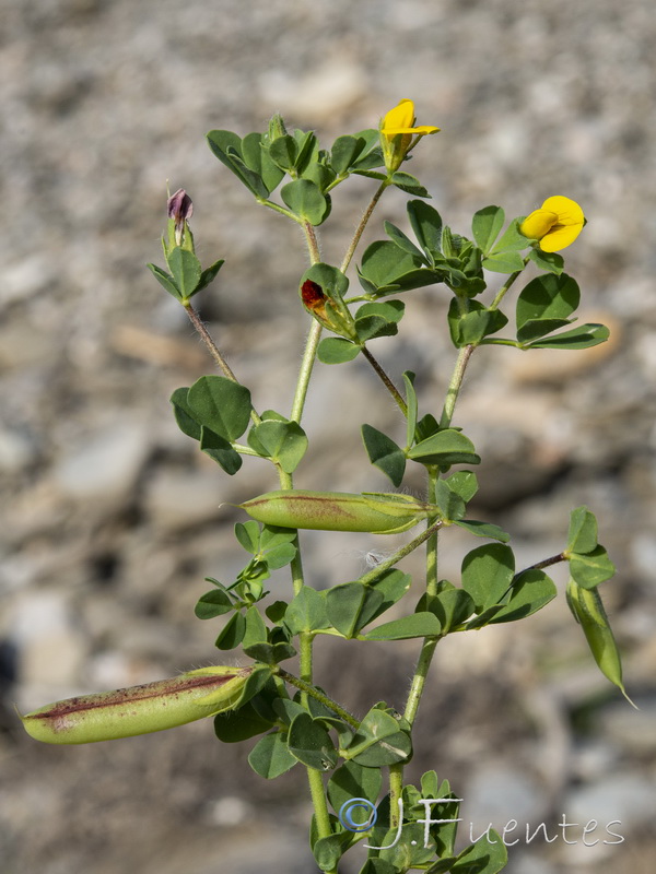 Lotus edulis.11