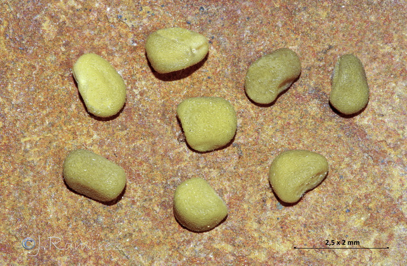 Lotus edulis.16