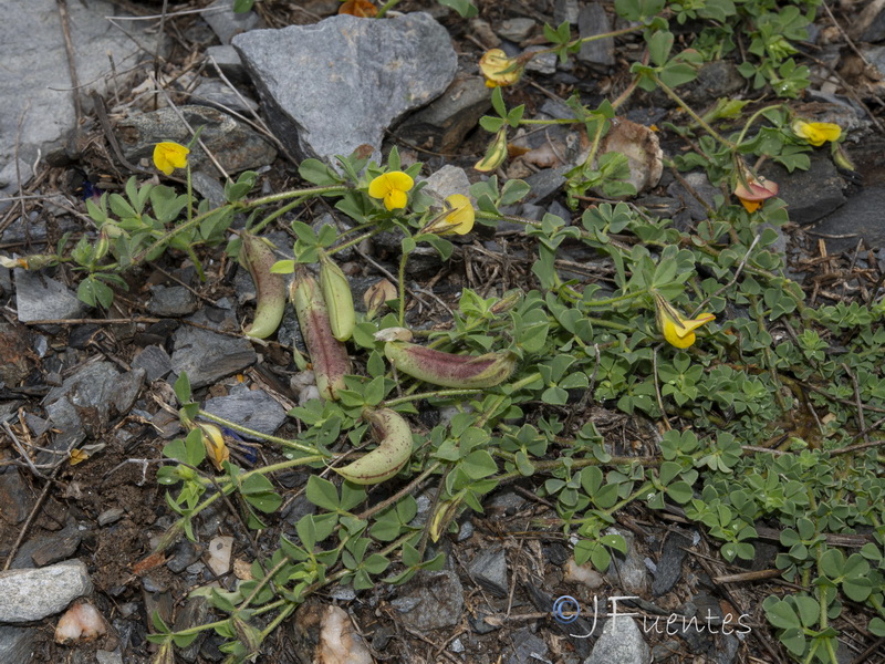 Lotus edulis.18