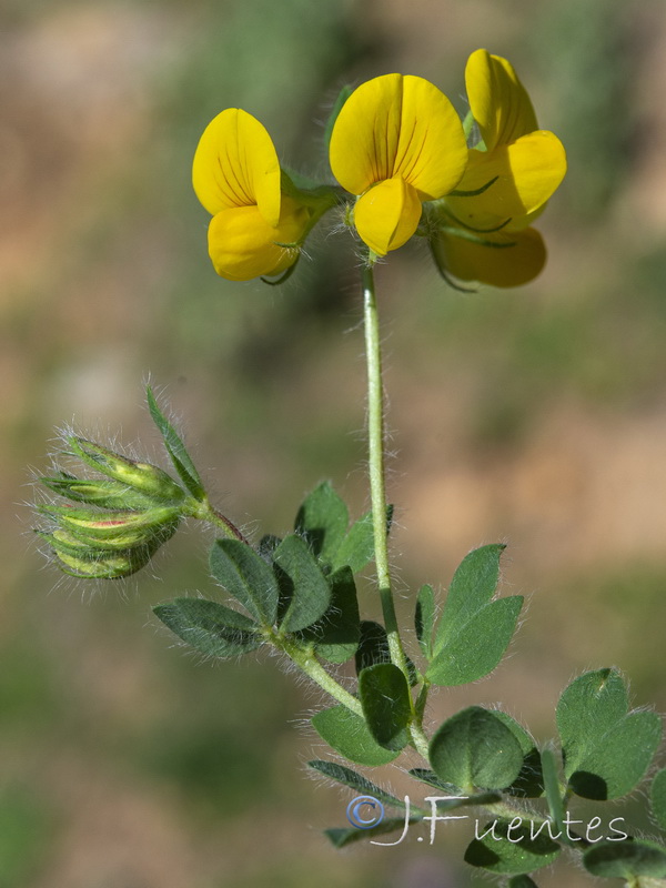 Lotus hispidus.01