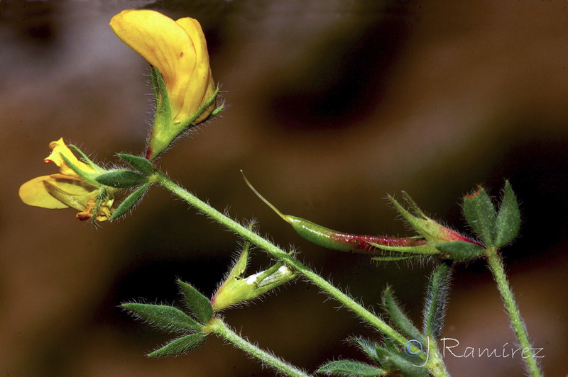 Lotus hispidus.04