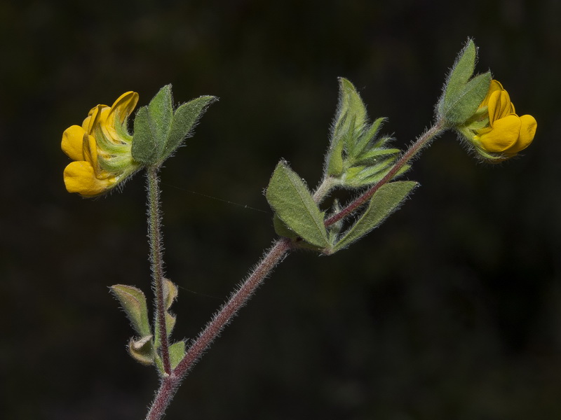 Lotus ornithopodioides.01