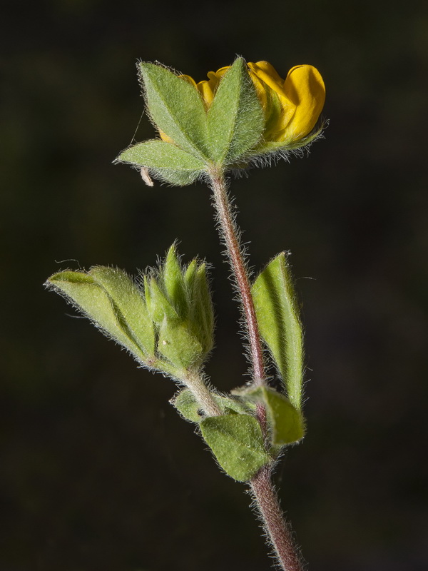 Lotus ornithopodioides.02