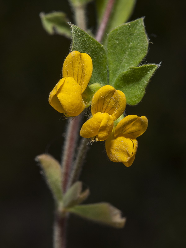 Lotus ornithopodioides.03