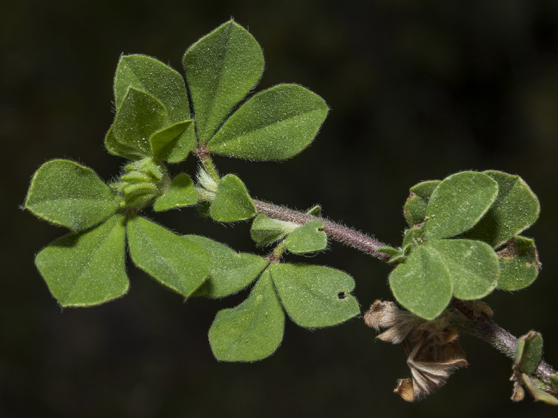 Lotus ornithopodioides.04