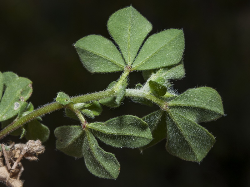 Lotus ornithopodioides.05