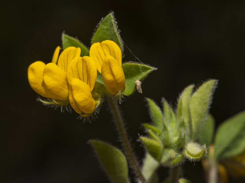 Lotus ornithopodioides.06