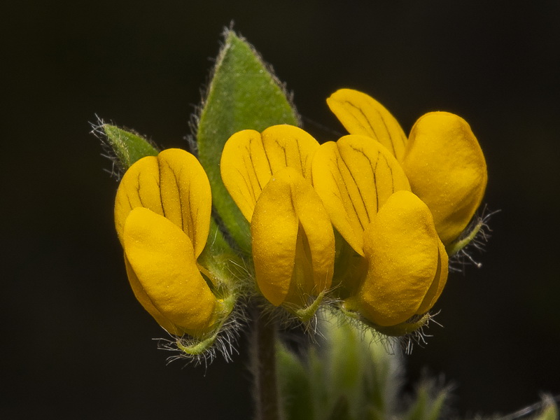 Lotus ornithopodioides.09