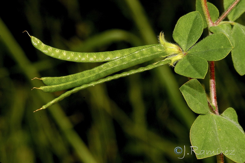 Lotus ornithopodioides.10