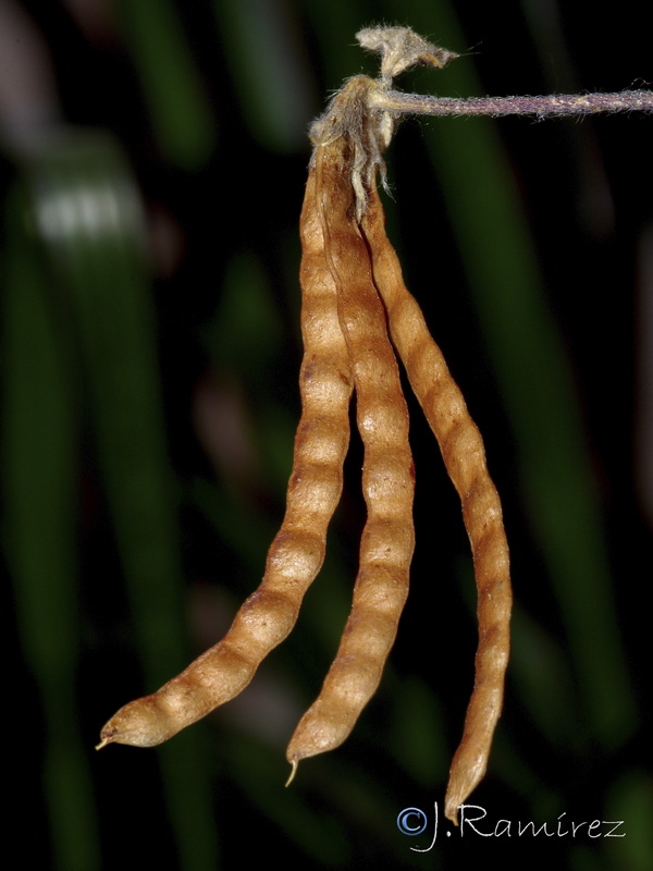 Lotus ornithopodioides.13