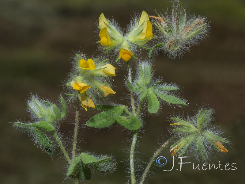 Lotus parviflorus.02