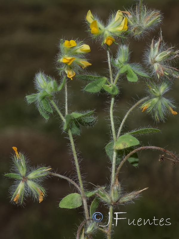 Lotus parviflorus.03