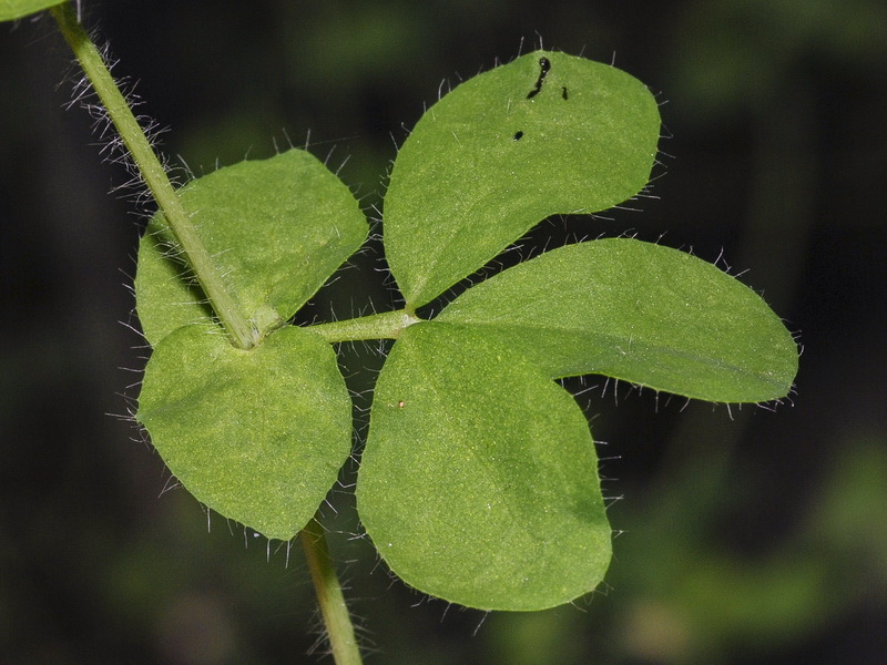 Lotus pedunculatus.03