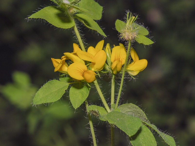 Lotus pedunculatus.05