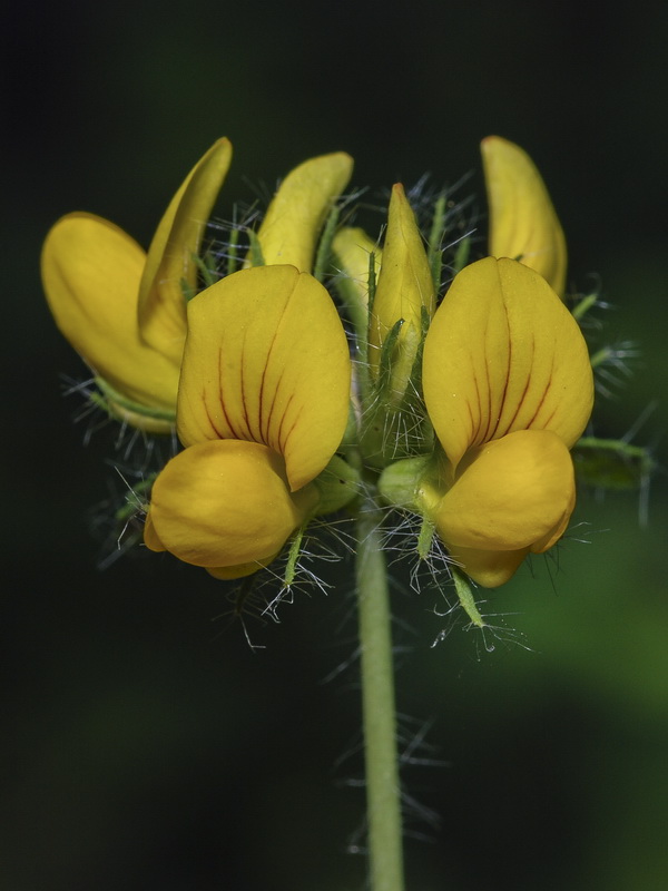 Lotus pedunculatus.08