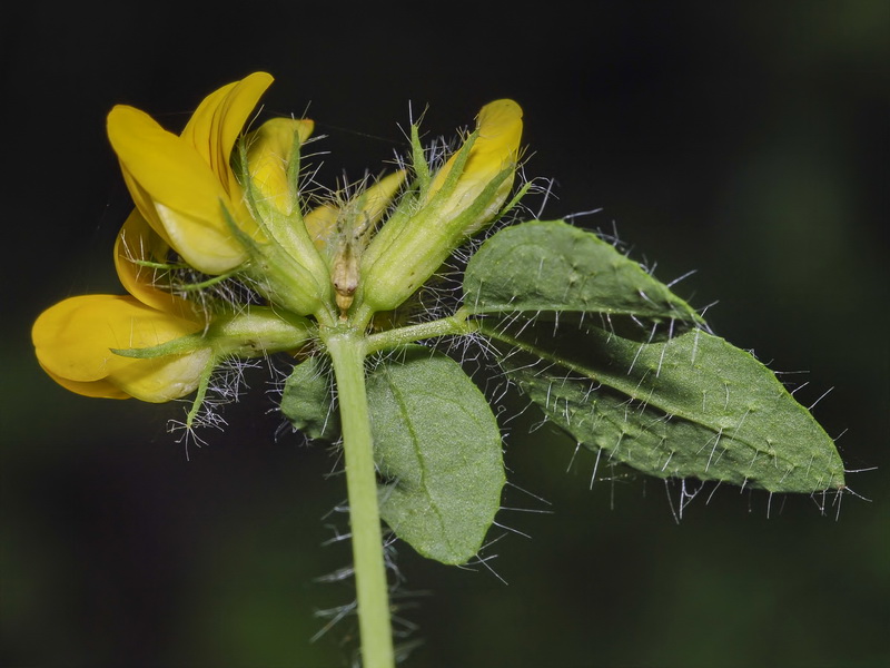 Lotus pedunculatus.10