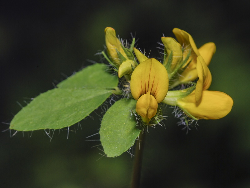 Lotus pedunculatus.11