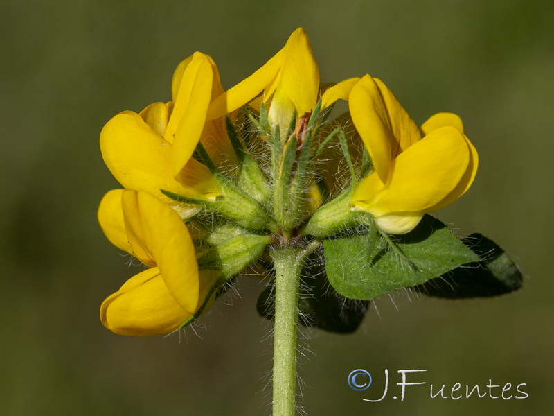 Lotus pedunculatus.09