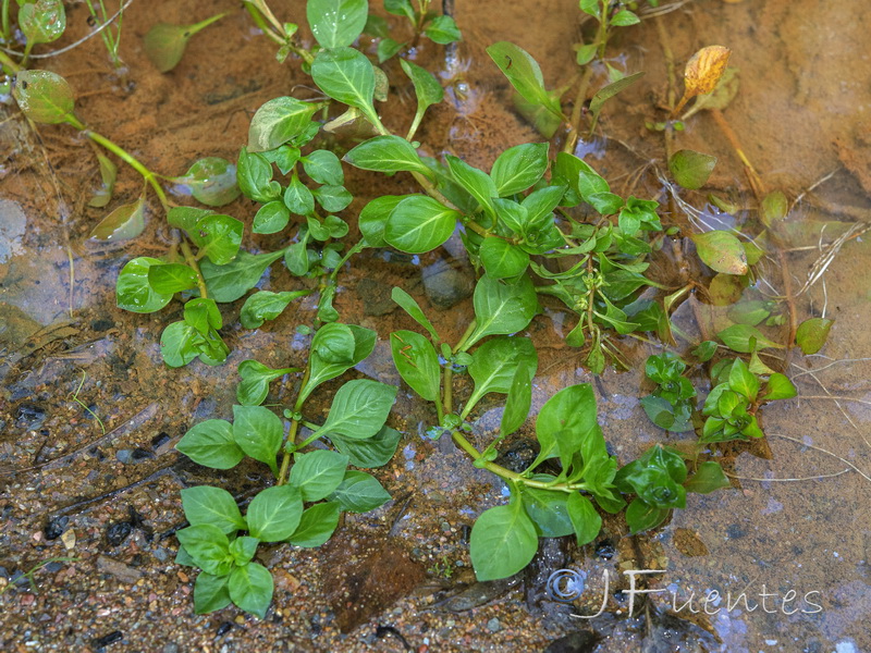 Ludwigia palustris.01