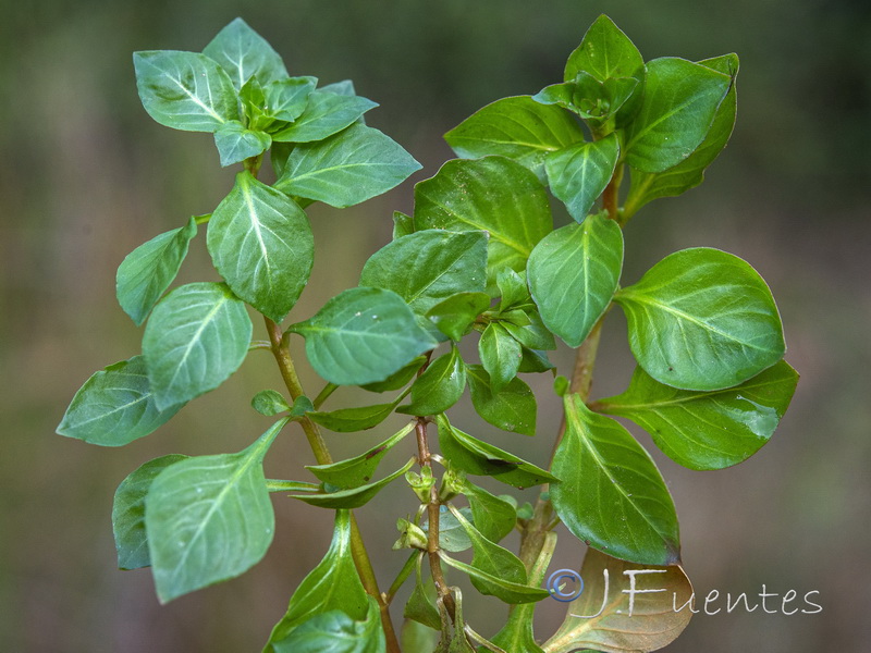 Ludwigia palustris.02