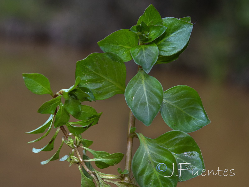 Ludwigia palustris.03