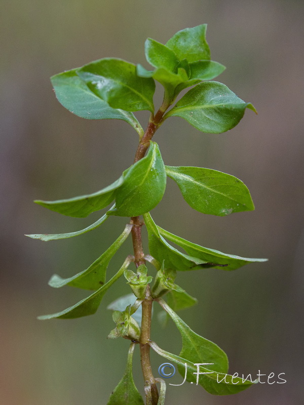 Ludwigia palustris.04