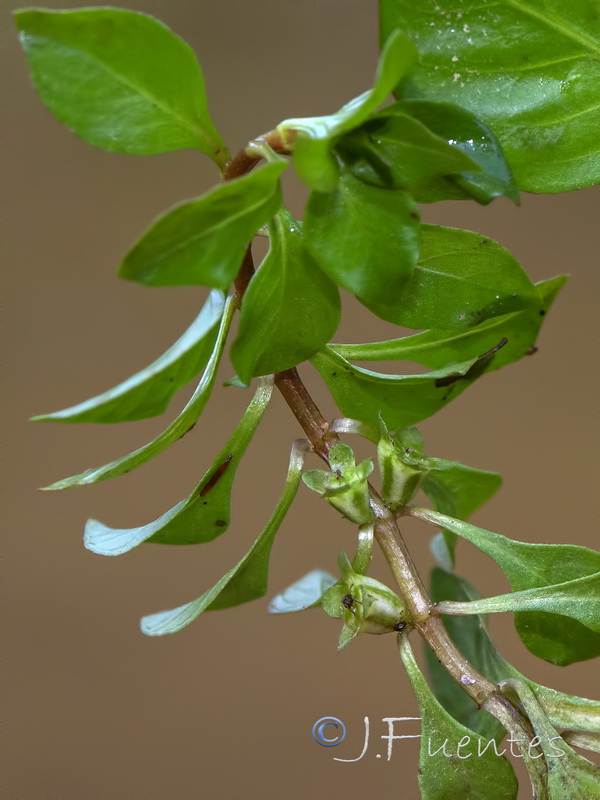 Ludwigia palustris.05